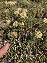 Eriogonum umbellatum