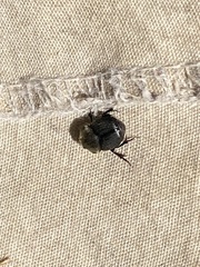 Coleoptera