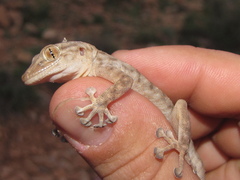 Ptyodactylus oudrii
