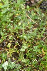 Euphrasia hirtella
