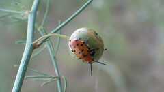 Crioceris duodecimpunctata