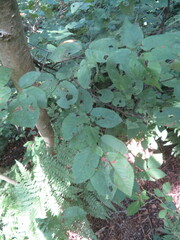 Amelanchier × lamarckii