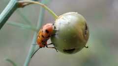 Crioceris duodecimpunctata