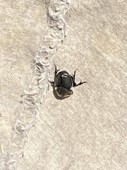 Coleoptera