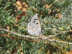Pseudophilotes abencerragus