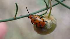 Crioceris duodecimpunctata