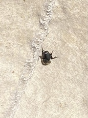 Coleoptera