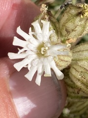 Silene parryi