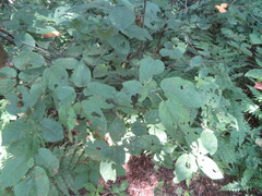 Amelanchier × lamarckii