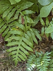 Woodwardia areolata