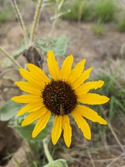 Helianthus petiolaris