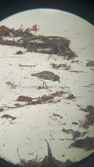 Arenaria melanocephala