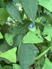 Persicaria perfoliata