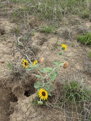Helianthus petiolaris