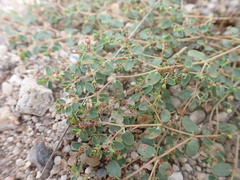Euphorbia polycarpa