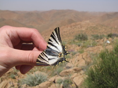 Iphiclides feisthamelii