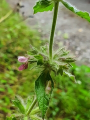 Stachys alpina