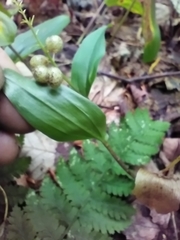 Maianthemum canadense