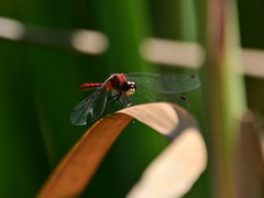 Sympetrum obtrusum