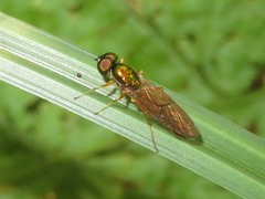 Sargus bipunctatus