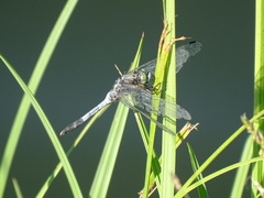 Orthetrum albistylum