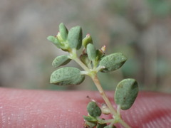 Euphorbia polycarpa
