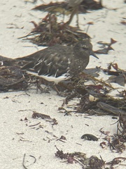 Arenaria melanocephala