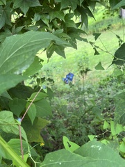 Persicaria perfoliata