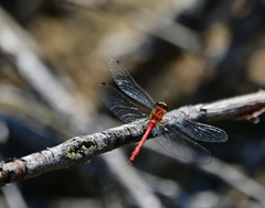 Sympetrum obtrusum