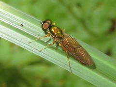 Sargus bipunctatus