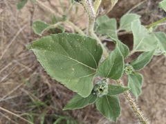 Helianthus petiolaris