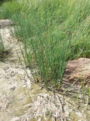 Schoenoplectus lacustris