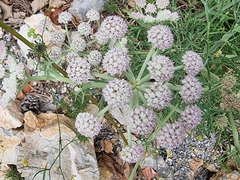 Seseli ponticum