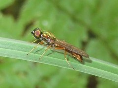 Sargus bipunctatus