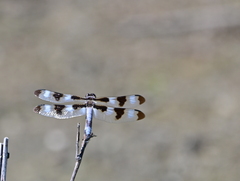 Libellula pulchella