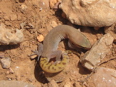 Saurodactylus brosseti