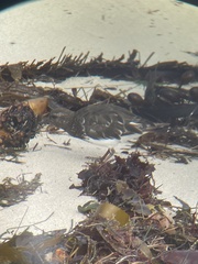 Arenaria melanocephala