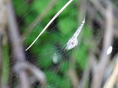 Uloborus walckenaerius