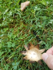 Geastrum