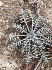 Chaenactis douglasii