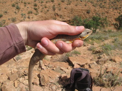 Eumeces algeriensis
