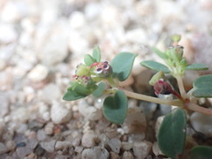 Euphorbia polycarpa