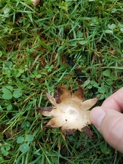 Geastrum