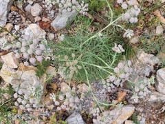 Seseli ponticum