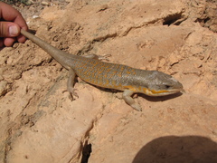 Eumeces algeriensis