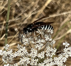 Vespinae