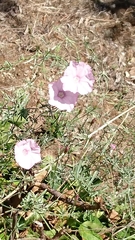 Convolvulus althaeoides