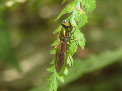 Sargus flavipes
