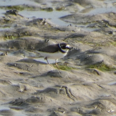 Charadrius hiaticula