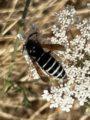 Vespinae